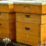 Maintaining your beehive A comprehensive guide
