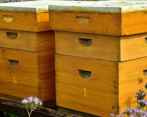 Maintaining your beehive A comprehensive guide