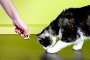 Interactive Laser Pointers Games for Pets