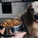 Maximising Savings: How to Find the Best Deals on Dog Food Online
