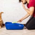 How to Control and Reduce Cat Litter Odor Around Your Home